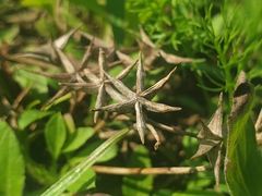 Greater Water-plantain (Damasonium alisma)