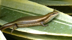 Copeoglossum nigropunctatum