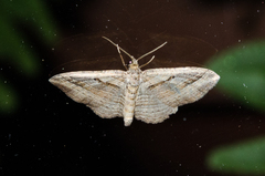 Costaconvexa polygrammata