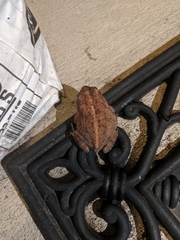 Anaxyrus terrestris