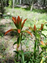 Castilleja nelsonii
