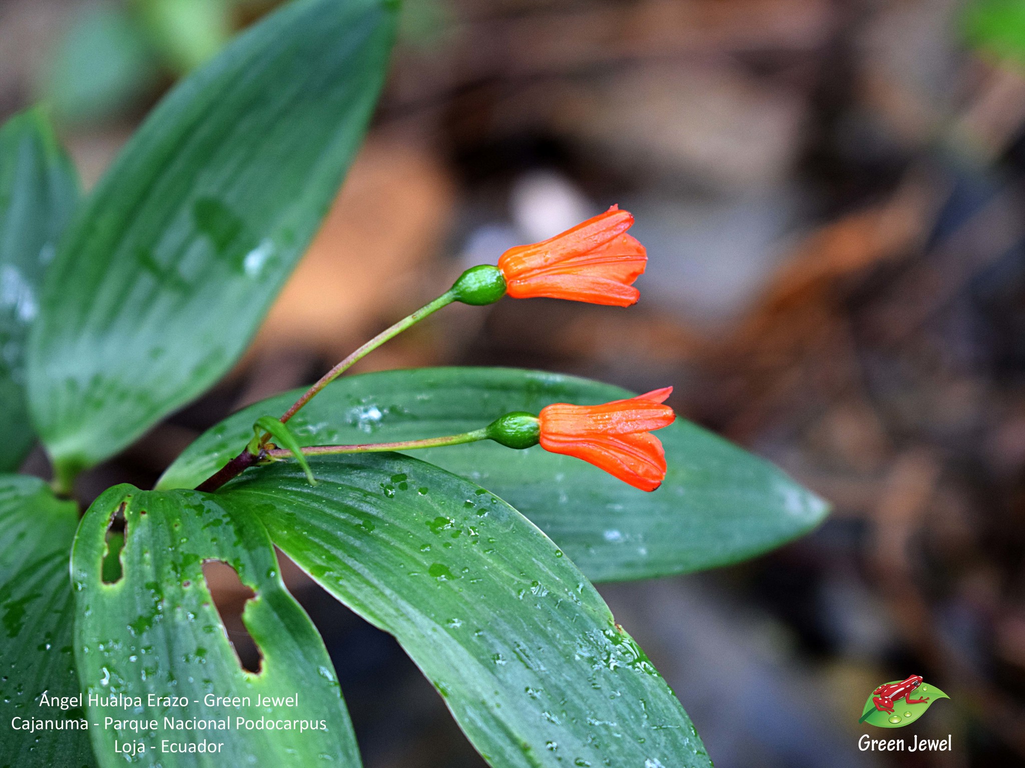 Bomarea distichifolia image