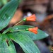 Bomarea distichifolia - Photo (c) Green Jewel, osa oikeuksista pidätetään (CC BY-NC), lähettänyt Green Jewel
