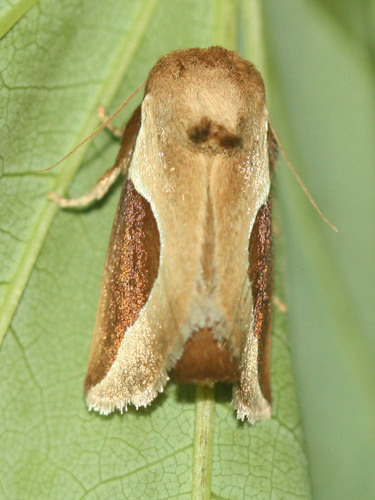 Prolimacodes badia