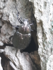 Osmoderma scabra