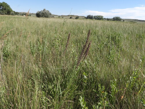 Image of Liatris lancifolia by (c) Jared Shorma, some rights reserved (CC BY)