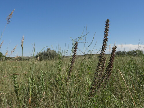lanceleaf blazing star (Liatris lancifolia)