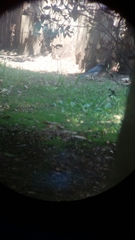 Aphelocoma woodhouseii