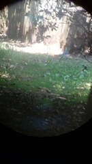 Aphelocoma woodhouseii