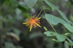Passiflora jorullensis