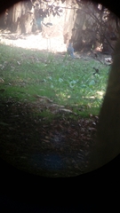 Aphelocoma woodhouseii