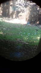 Aphelocoma woodhouseii