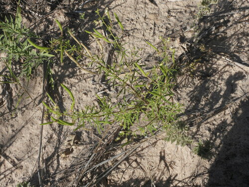 Image of Polanisia jamesii by (c) Jared Shorma, some rights reserved (CC BY)
