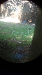 Aphelocoma woodhouseii