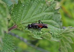 Macrophya annulata