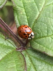 Harmonia axyridis