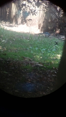 Aphelocoma woodhouseii