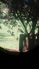 Aphelocoma woodhouseii