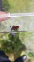 Lycus sanguinipennis