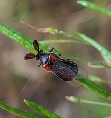 Ripiphorus