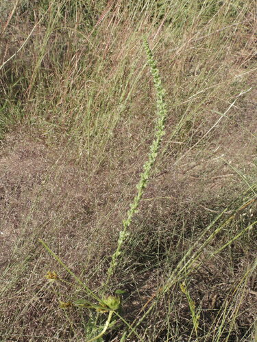Image of Amaranthus arenicola by (c) Jared Shorma, some rights reserved (CC BY)