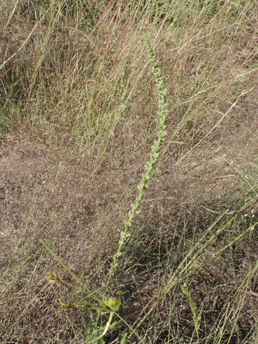 Image of Amaranthus arenicola by (c) Jared Shorma, some rights reserved (CC BY)
