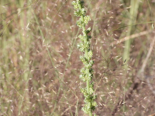 Image of Amaranthus arenicola by (c) Jared Shorma, some rights reserved (CC BY)