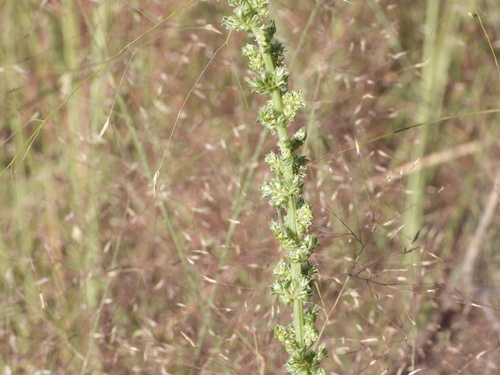 Image of Amaranthus arenicola by (c) Jared Shorma, some rights reserved (CC BY)