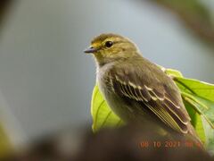 Golden-Faced Tyrannulet photo 6