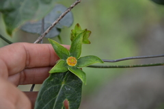 Gonolobus megalocarpus