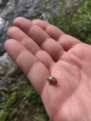Calligrapha multipunctata