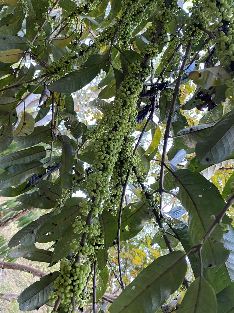 Pera decipiens