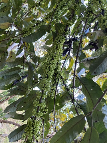 Pera decipiens
