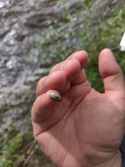 Calligrapha multipunctata