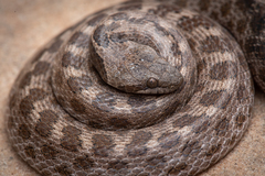 Hypsiglena ochrorhynchus klauberi