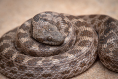 Hypsiglena ochrorhynchus klauberi