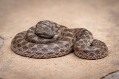 Hypsiglena ochrorhynchus klauberi