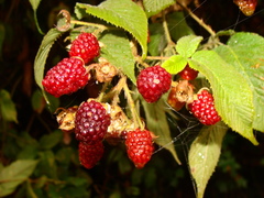 Rubus adenotrichos