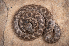 Hypsiglena ochrorhynchus klauberi