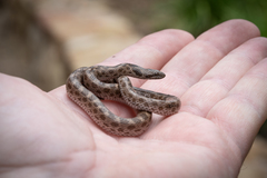 Hypsiglena ochrorhynchus klauberi