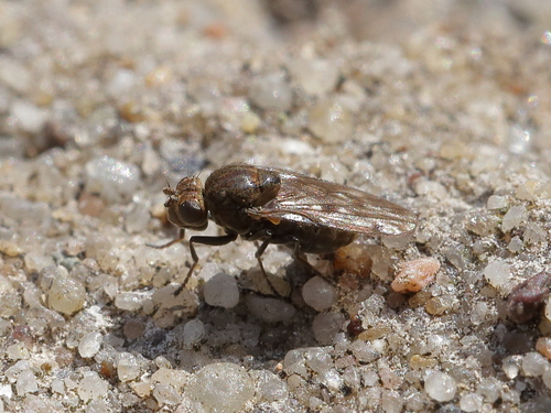 Parydra aquila