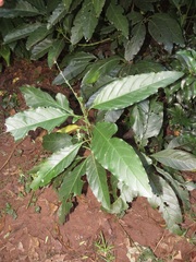 Justicia adhatodoides