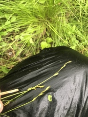 Carex bromoides