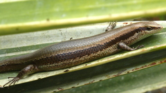 Copeoglossum nigropunctatum