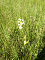 Platanthera praeclara