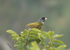 Spizixos semitorques