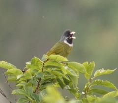 Spizixos semitorques