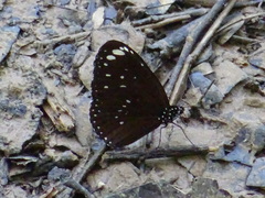 Euploea crameri