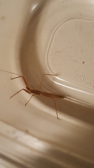 Doldina interjungens