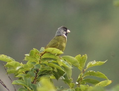 Spizixos semitorques